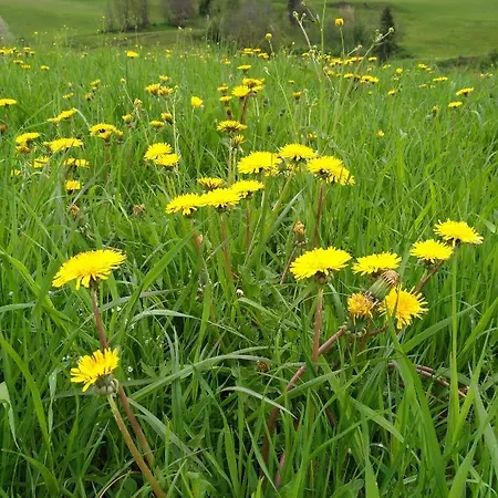 Ξενοδοχείο με διαμερίσματα M4 4*